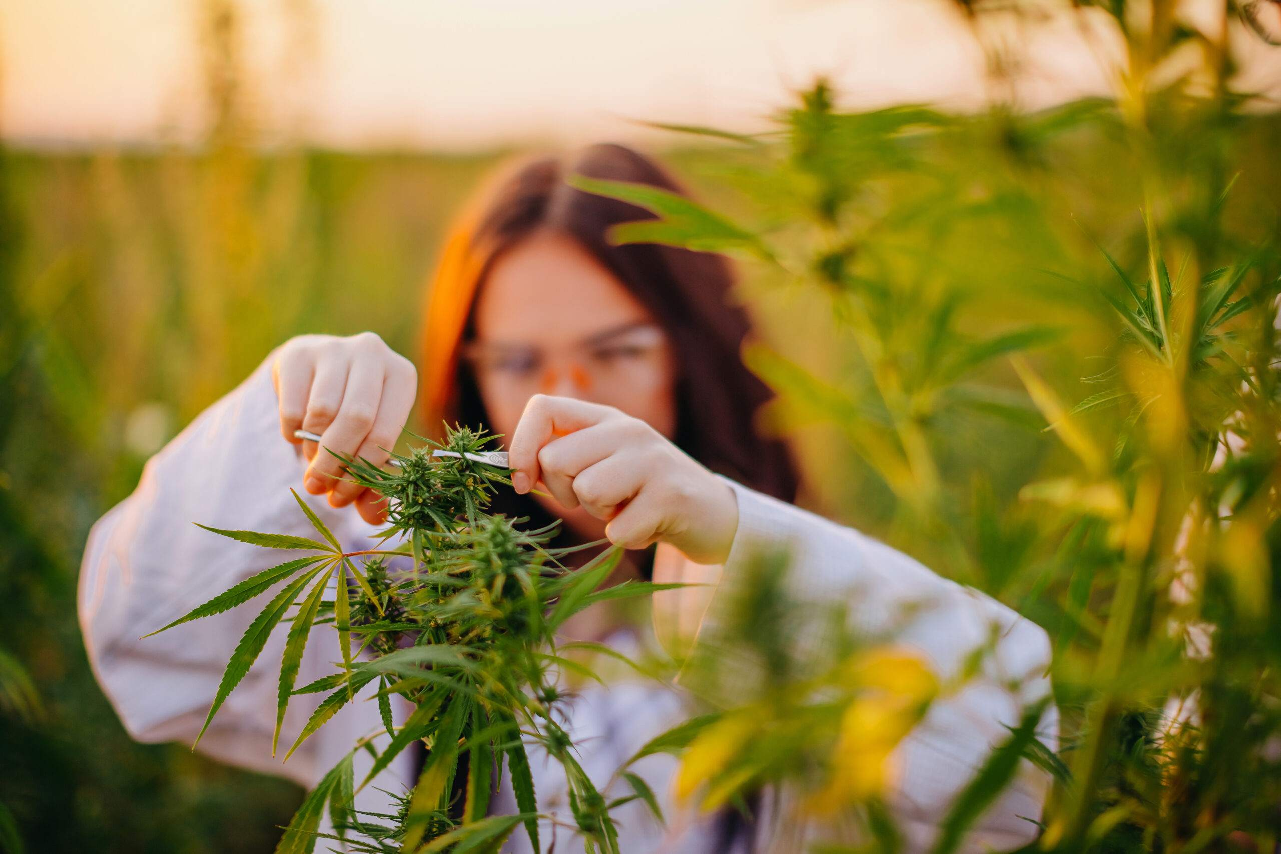 featured image for Cannabis Use, Courses Grow on College Campuses
